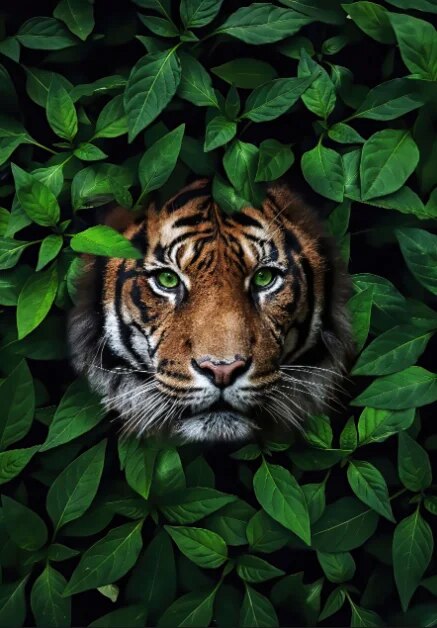 D-corations-murales-d-animaux-pour-la-maison-fleurs-color-es-feuilles-veons-singes-affiches-de.jpg_640x640