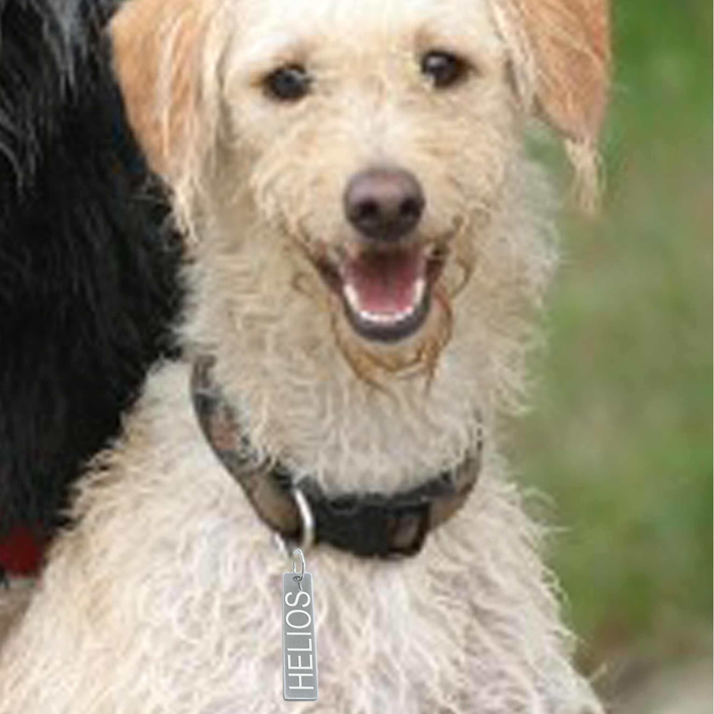 chien ebay
