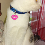 médaille chat coeur rose foncé
