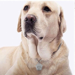 Medaille chien à graver