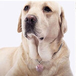 Medaillon idétentité gravure pour chien