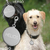 Medaille ronde graver animal chien