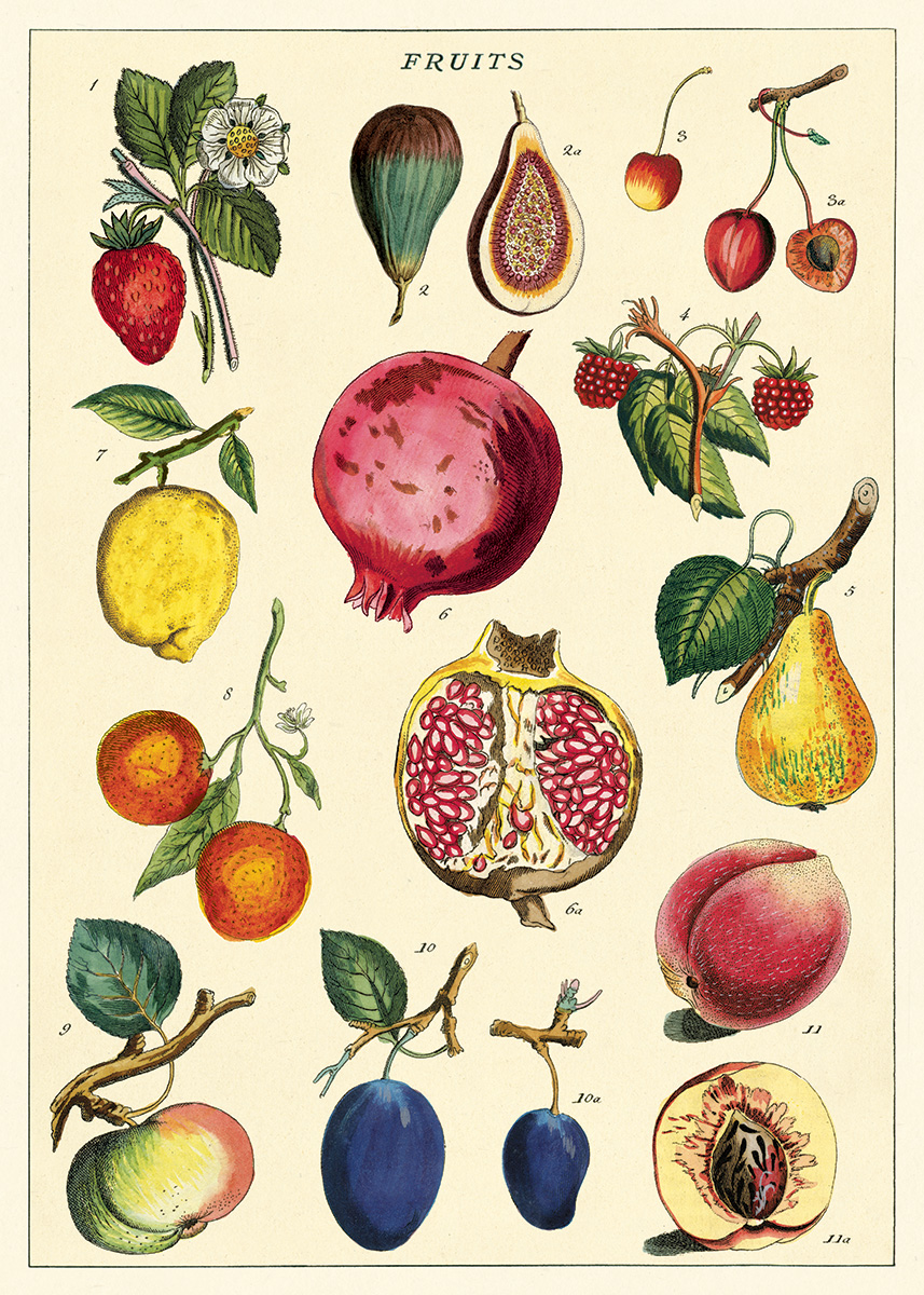 Art print affiche thermoplastique planche ancienne Fruit Figue Fleuron Noire 