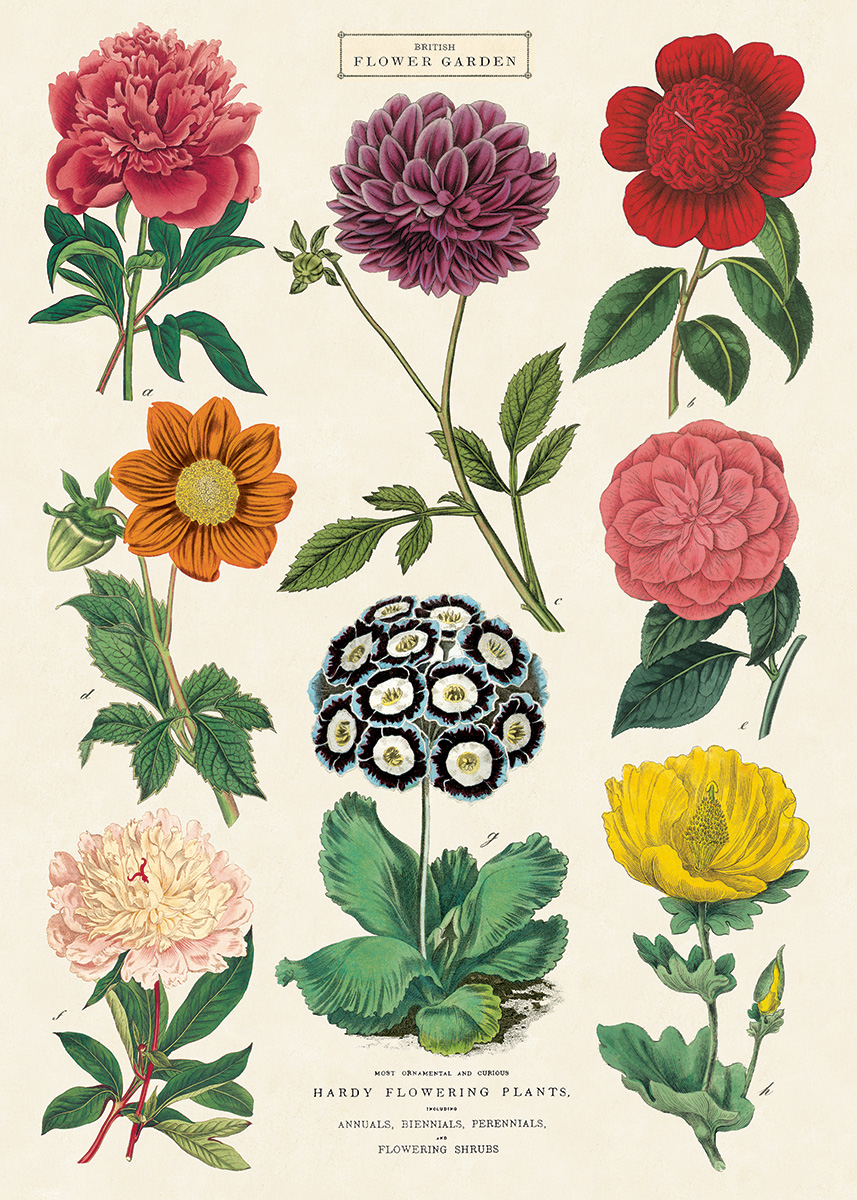 Planche botanique poster art print affiche Printemps Tulipe roses dentelées 