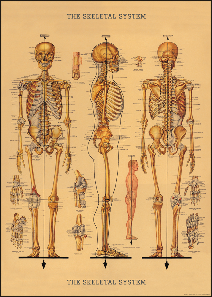 Posant un squelette d'un vieux livre sur l'anatomie humaine, 1767