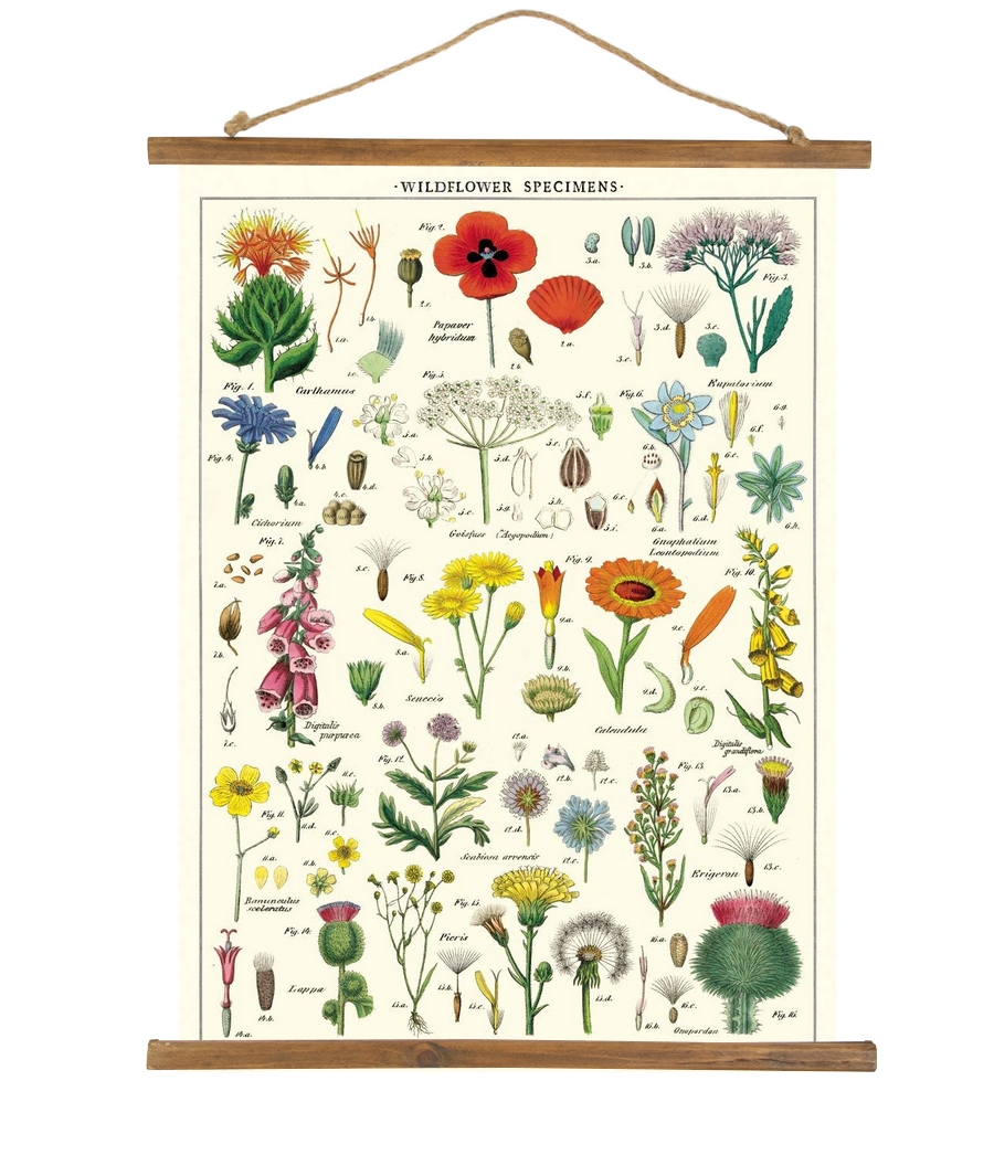 HISTOIRE DAVANT AFFICHE CAVALLINI FLEURS SAUVAGES2