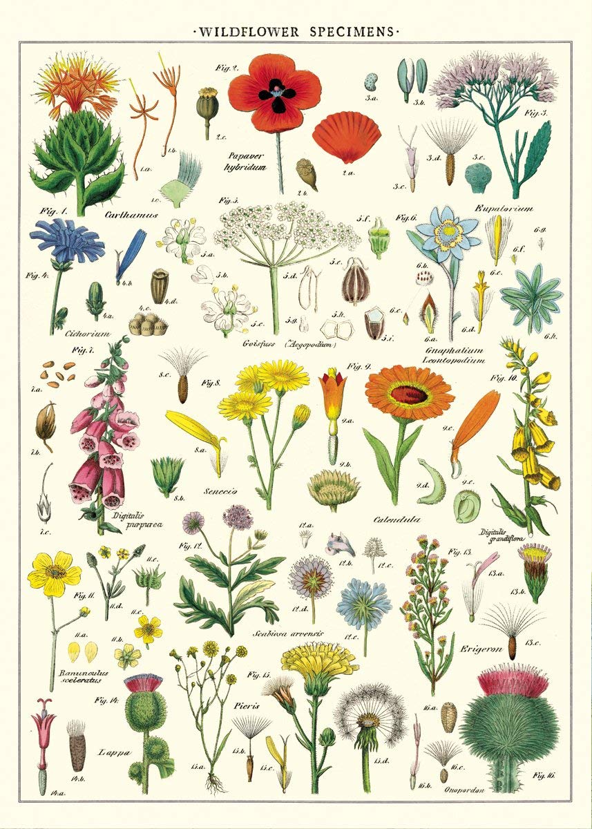 HISTOIRE DAVANT AFFICHE CAVALLINI FLEURS SAUVAGES