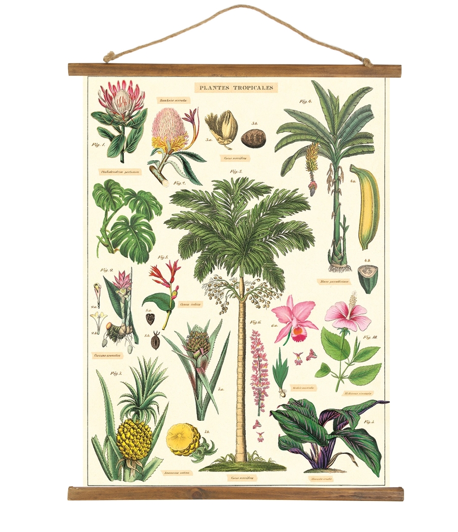 HISTOIRE DAVANT AFFICHE CAVALLINI PLANTES TROPICALES