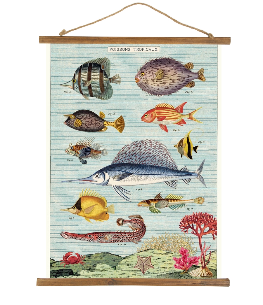 HISTOIRE DAVANT AFFICHE CAVALLINI POISSONS TROPICAUX