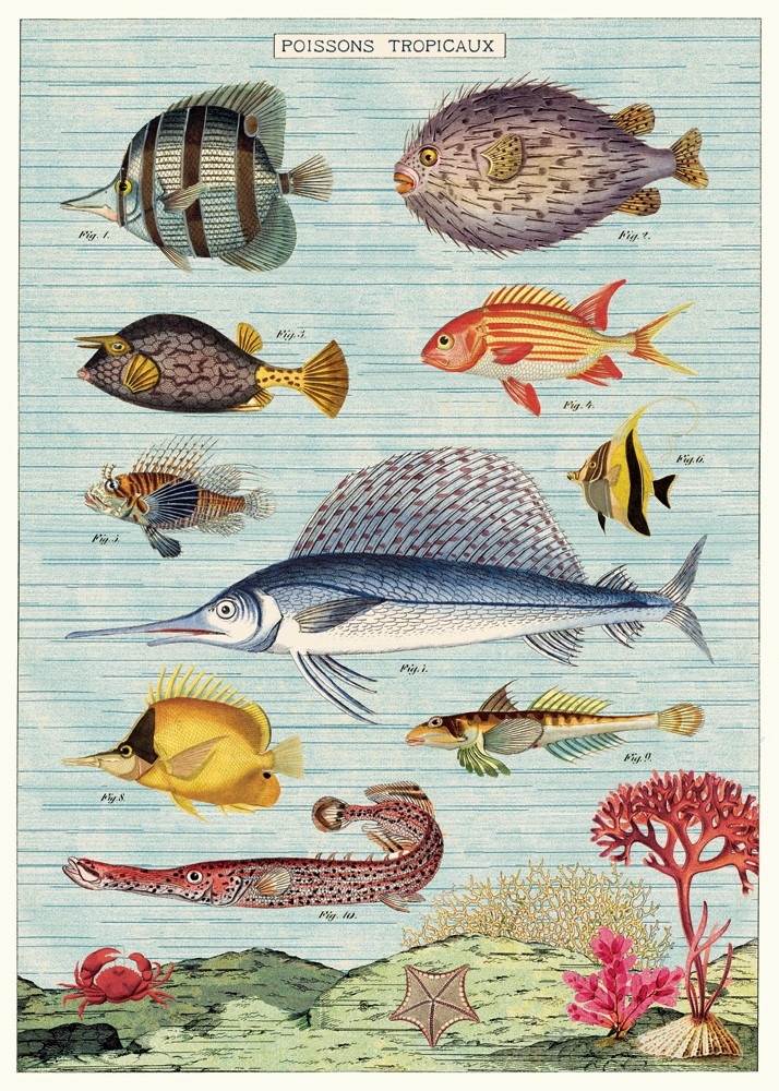 AFFICHE VINTAGE CAVALLINI LES POISSONS TROPICAUX 50X70CMS