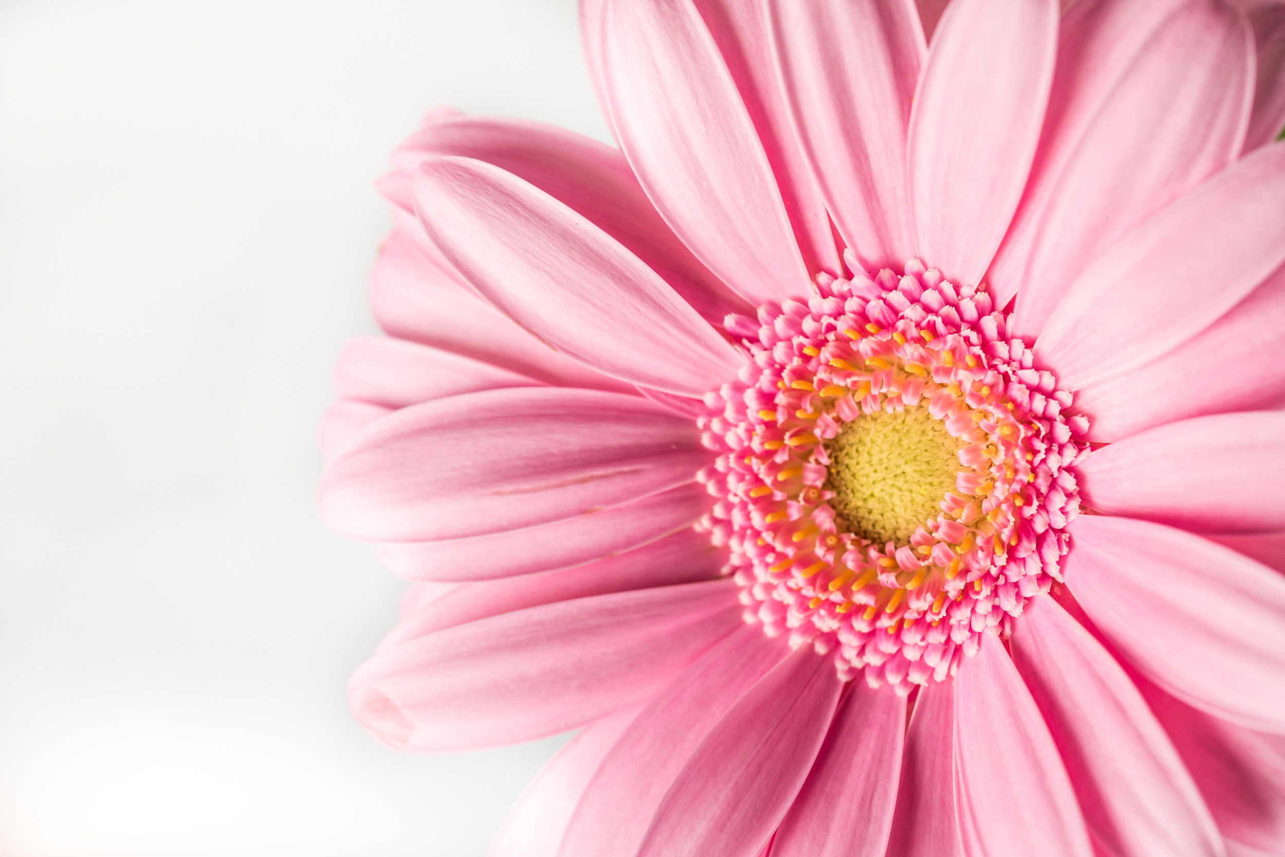 fleur