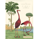 HISTOIRE DAVANT AFFICHE CAVALLINI FLAMANTS ROSES 50X70CMS