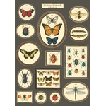 HISTOIRE DAVANT AFFICHE CAVALLINI SERIE INSECTES