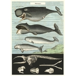 HISTOIRE DAVANT AFFICHE CAVALLINI BALEINES