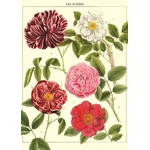 HISTOIRE DAVANT AFFICHE CAVALLINI FLEURS2