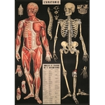 HISTOIRE DAVANT AFFICHE CAVALLINI ANATOMIE2