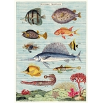 HISTOIRE DAVANT AFFICHE VINTAGE CAVALLINI POISSONS TROPICAUX 50X70CMS 2