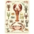 HISTOIRE DAVANT AFFICHE CAVALLINI CRUSTACES