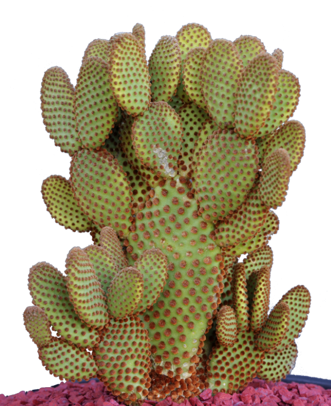 Opuntia Microdasys var. Rufida - Mes variétés/Opuntia - cactus-de-normandie