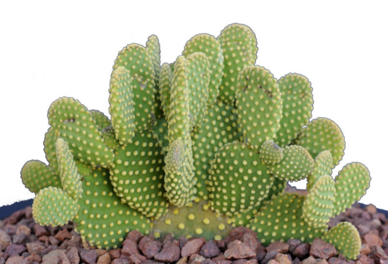 Opuntia Microdasys var. Pallida - Mes variétés/Opuntia - cactus-de ...