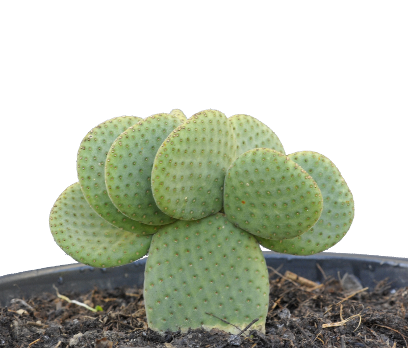 Opuntia Microdasys var. Caress - Mes variétés/Opuntia - cactus-de-normandie