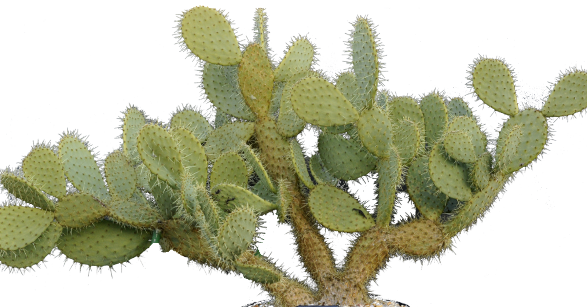 Opuntia Engelmannii var. Lindheimeri - Mes variétés/Opuntia - cactus-de ...