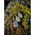 POIRE PLAT IL
