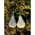 NEW POIRE PLAT IL