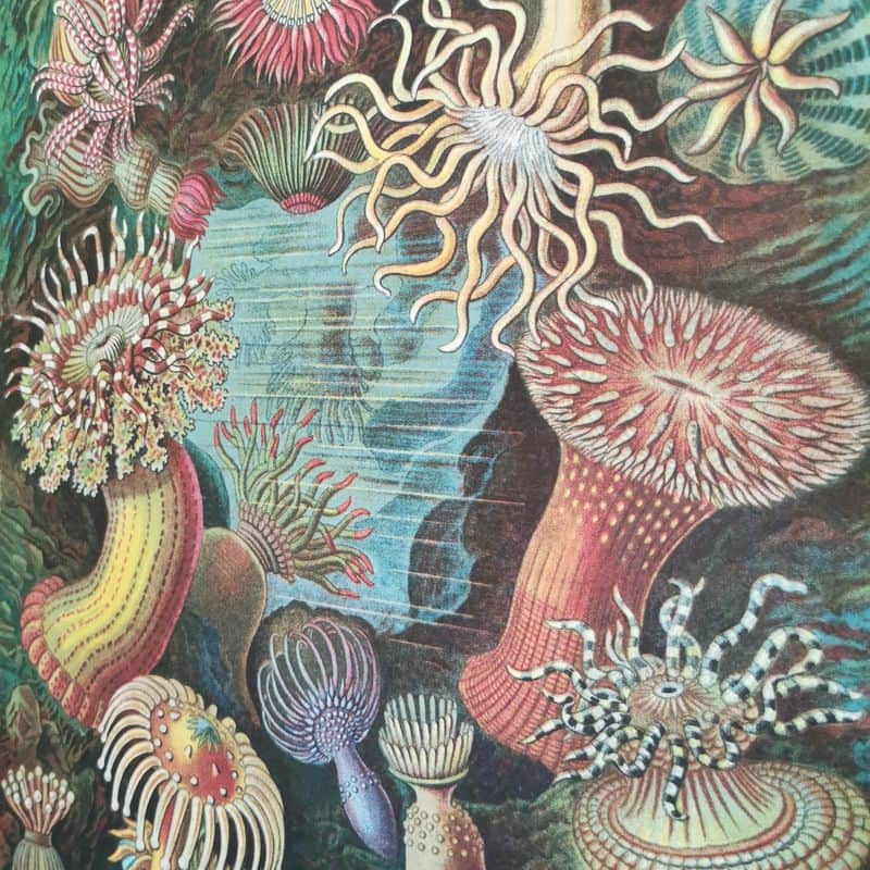 affiche-cavallini-anemones-decoration-marine
