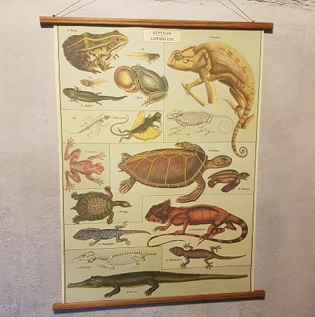 affiche-pedagogique-cavallini-reptiles-amphibiens-science-ief