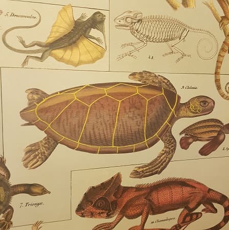 affiche-pedagogique-cavallini-reptiles-amphibiens-science-enfant-deco