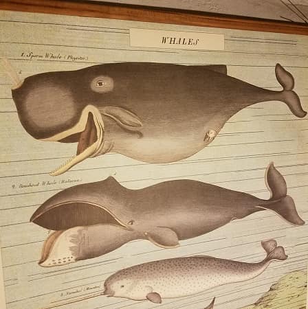affiche-pedagogique-cavallini-whales-baleines-naturalisme-enfant-min