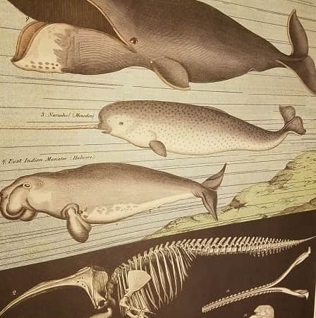 affiche-pedagogique-cavallini-whales-baleines-naturalisme-homeschooling-min