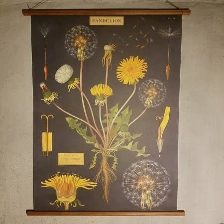 affiche-pedagogique-cavallini-pissenlit-dandelion-naturalisme-homeschooling-vintage-min