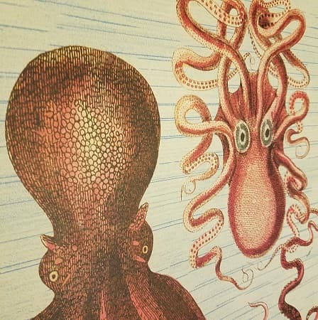 affiche-pedagogique-cavallini-octopods-poulpe-naturalisme-homeschooling-vintage-min
