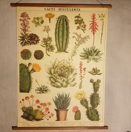 affiche-pedagogique-cavallini-cactus-succulentes-homeschooling-vintage-min