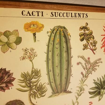 affiche-pedagogique-cavallini-cactus-succulentes-homeschooling-botanique-min