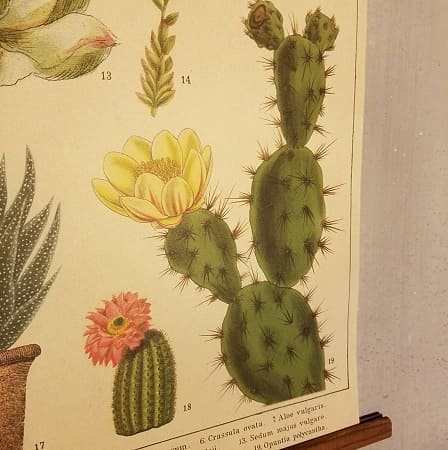 affiche-pedagogique-cavallini-cactus-succulentes-homeschooling-waldorf-min