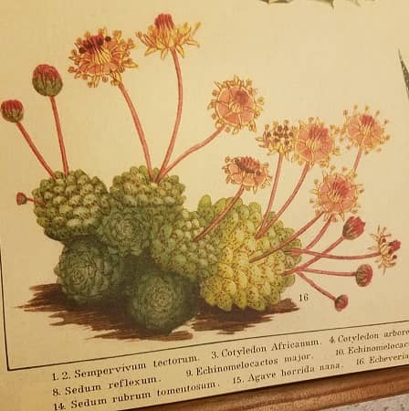 affiche-pedagogique-cavallini-cactus-succulentes-homeschooling-vintage-instruction-en-famille-min