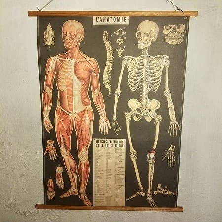 affiche-pedagogique-cavallini-anatomie-squelette-min