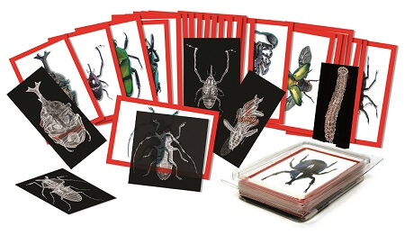 insectes-radiographie-montessori