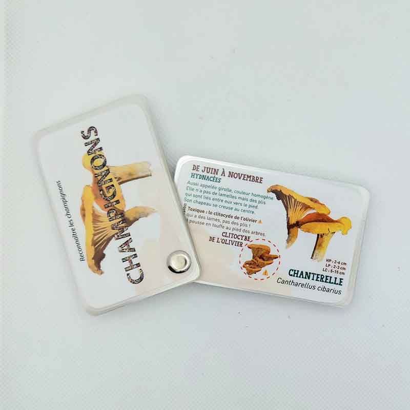 champignons-girolles carnets pierre 3