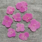 fleur-sechee-pressee-hortensia-rose-craft-diy