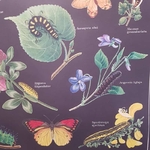 affiche-cavallini-flora-chart-caterpillar-butterfly
