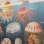 affiche-cavallini-oceanography-meduse