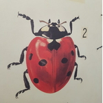 affiche-pedagogique-cavallini-insectes-homeschooling-ief