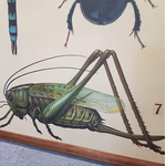 affiche-pedagogique-cavallini-insectes-homeschooling-vintage-collection-enfant