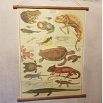 affiche-pedagogique-cavallini-reptiles-amphibiens-science-ief