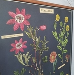 affiche-pedagogique-cavallini-herbarium-naturalisme-herbier