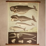 affiche-pedagogique-cavallini-whales-baleines-montessori-min